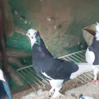 شازده سیاه|پرنده|زهک, |دیوار
