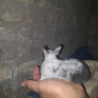 باسلام فروش خرگوش نازو کوچک اندازه کف دست|موش و خرگوش|مهریز, |دیوار