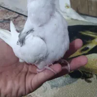 عروس هلندی آلبینو دوکت پروانه ای