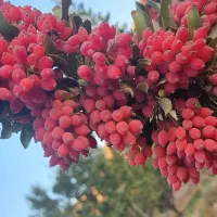 باغ-میوه-شاهیک