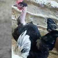 نیمچه خروس گردن لخت