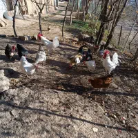 تعدادی مرغ سالم گوشتی وتخم گذار|حیوانات مزرعه|سیاهکل, |دیوار