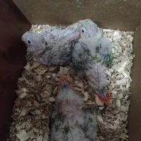 اناناسی رد با کیفیت