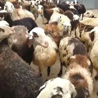 گوسفند زنده تعاونی عرضه مستقیم ازدامداری|حیوانات مزرعه|مشهد, کشاورز|دیوار