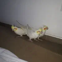 جوجه عروس هلندی ۲ماهه