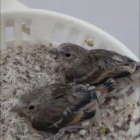 جوجه سهره قناری