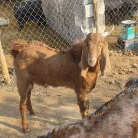 کهره چکل بذری پاکستانی