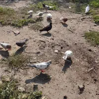 فروش کبوتر|پرنده|فاضل آباد, |دیوار