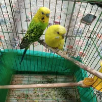 مرغ عشق|پرنده|جوانرود, |دیوار