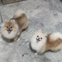 واگذاری دوعدد پامر پامرانین نرو ماده