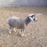 بره نر