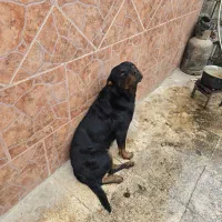 سگ روتوایلر نر سه ساله پوزه دلقکی|سگ|رودسر, |دیوار