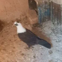 سینه|پرنده|ملک‌آباد, |دیوار