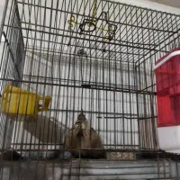 قناری هزار معاوظ با جفت گرینچیک ملنگو سهره خوب|پرنده|قرچک, مهدیه|دیوار