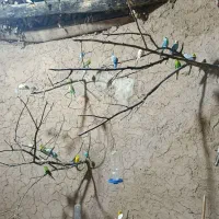 مرغ عشق یکجا|پرنده|ابهر, |دیوار
