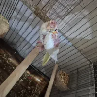 عروس هلندی لوتینو و گری|پرنده|تهران, ابوذر|دیوار