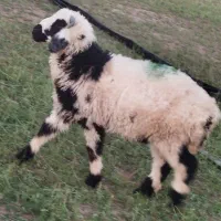 فروش دوتا بره نر و ماده فر چاق