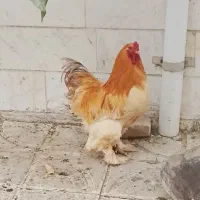 جوجه