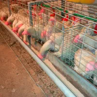 مرغ.سفید|حیوانات مزرعه|جوادآباد, |دیوار