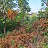 فروش زمین مسکونی در قاعمشهر فولادکلاه