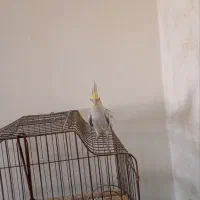 فروش عروس هلندی