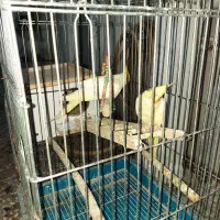 یک جفت عروس هلندی لوتینو با قفس