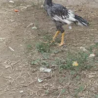 جوجه خروس میان والی