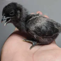 تخم مرغ و خروس ایام سمانی ضمانتی|حیوانات مزرعه|تهران, فرحزاد|دیوار