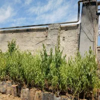 نهال بادام پربار سالم نهال|خدمات باغبانی و درختکاری|اراک, |دیوار