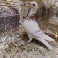 کبوتر|پرنده|مشهد, حضرت حجت|دیوار