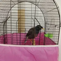 یک عدد مینا 5 ماه سخنکو|پرنده|بومهن, |دیوار