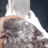 کله دمسبز اصیل، سوقدیم درشت و کشیده