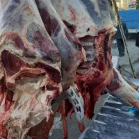 گوشت گوساله نر کشتار امروز