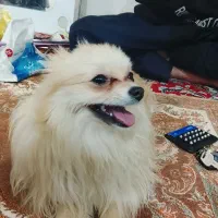 پامرخرسی اصلی|سگ|اصفهان, شیخ اشراق|دیوار