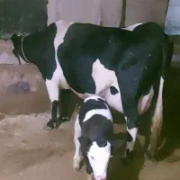 گاو سیمینتال با گوساله نر نژاد هرکول ۳۸کیلو شیر