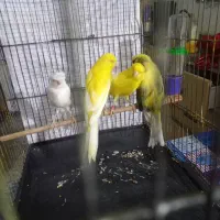 قناری رسمی بلند کشیده سوپر با تخم