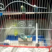 یک‌ جفت مرغ عشق با پنج تا جوجه یک ماهه