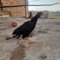 مرغ لاری|حیوانات مزرعه|پاکدشت, پاکدشت (مامازند)|دیوار