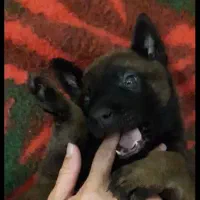 توله مالینویز واگذاری