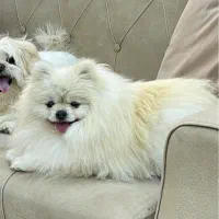 پامر خرسی وارداتی ماده