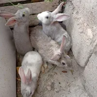 خرگوش بازیگوش