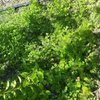 نهال میوه جات بوشهر