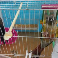 طوطی گرینچیک|پرنده|رضویه, |دیوار