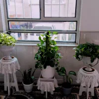 گل گیاه طبیعی|گل و گیاه طبیعی|اردکان, |دیوار