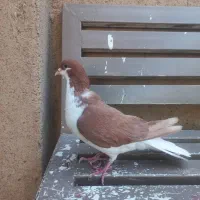 کبوترخوشرنگ