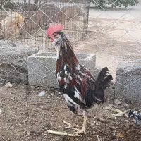 خروس گلین اصل|حیوانات مزرعه|شیراز, داریون|دیوار