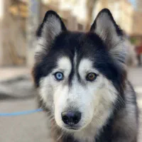 سگ هاسکی مالاموت