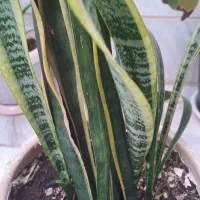 گل سانسوریا|گل و گیاه طبیعی|الوند, |دیوار