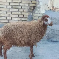 بره|حیوانات مزرعه|اهواز, زیتون کارمندی|دیوار