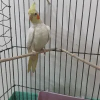 عروس هلندی|پرنده|کهریزک, |دیوار